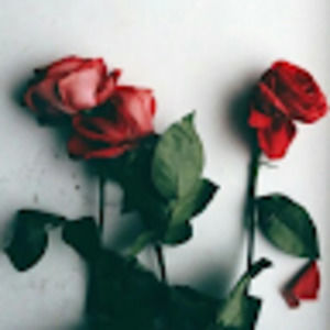 Meet your Posher, Meryl